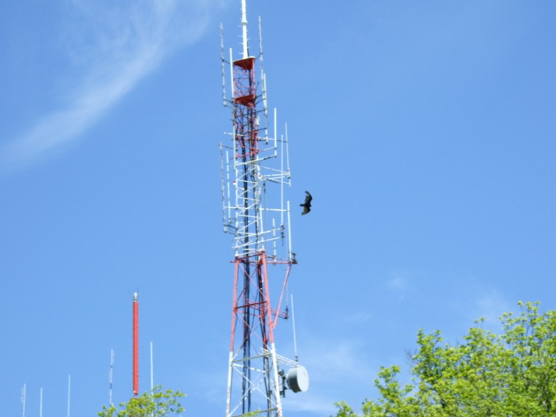 Click to view picture details [10262]