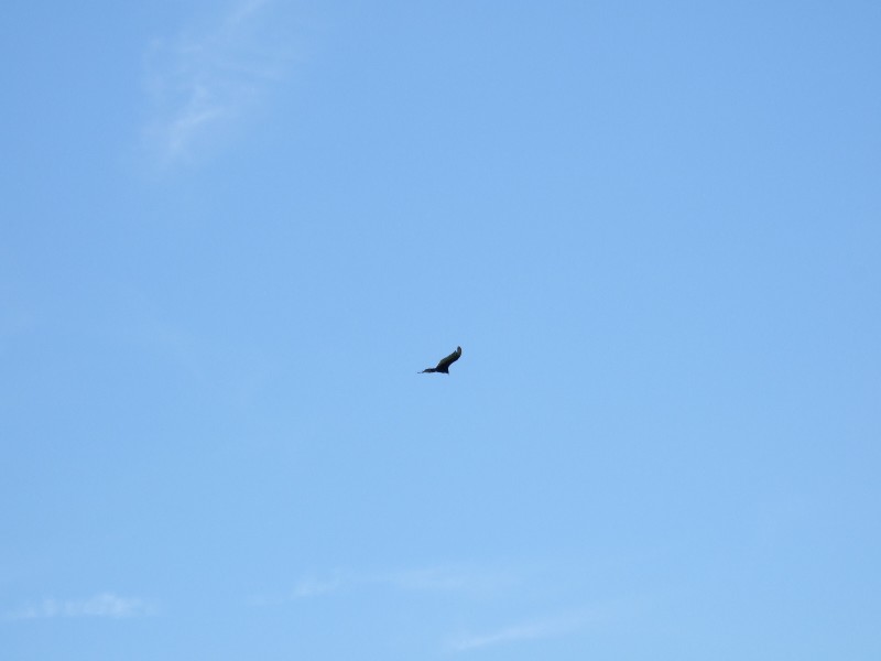 Click to view picture details [10270]