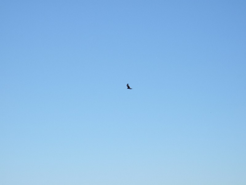 Click to view picture details [10272]