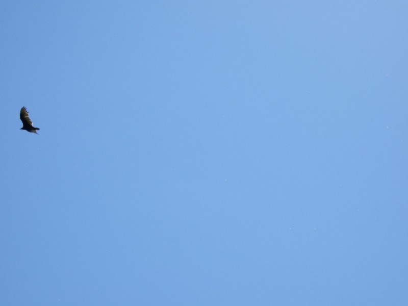 Click to view picture details [10273]