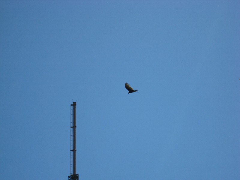 Click to view picture details [10343]