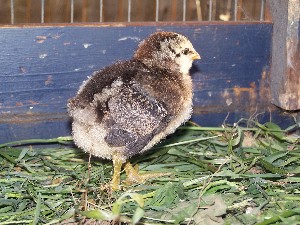 Click to view picture details [11763]