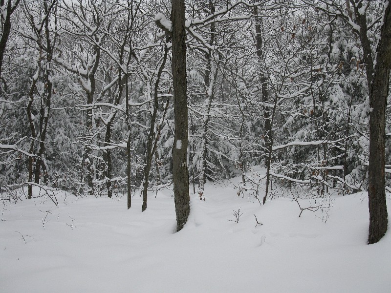 Click to view picture details [12854]