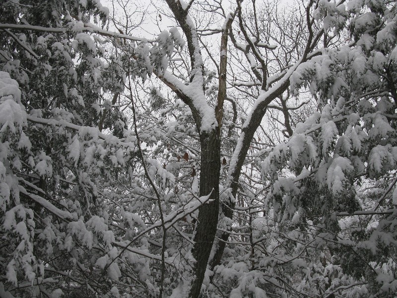 Click to view picture details [12857]