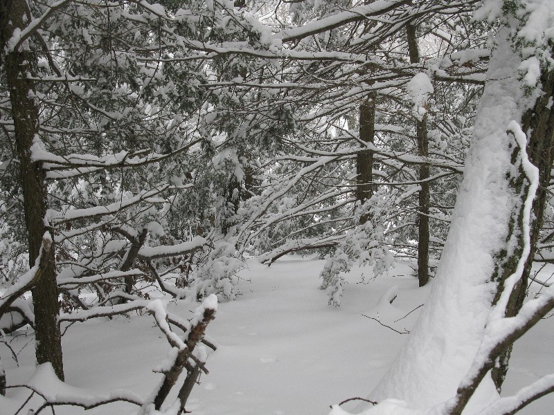 Click to view picture details [12861]