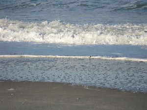 Click to view picture details [12967]