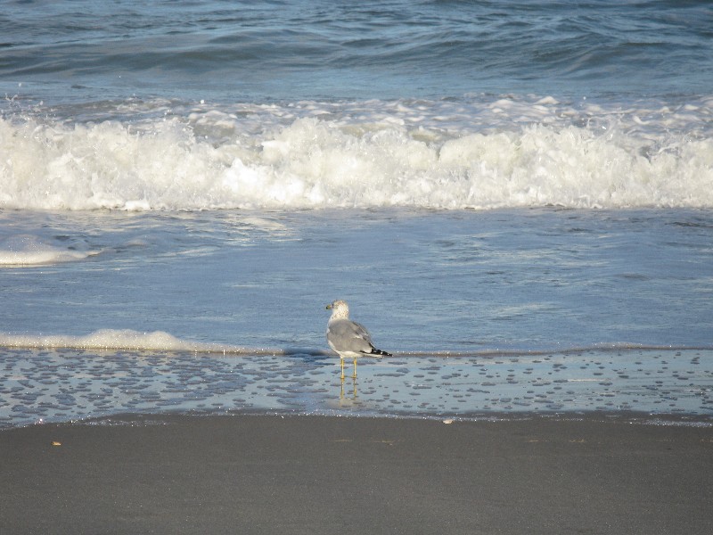 Click to view picture details [12968]