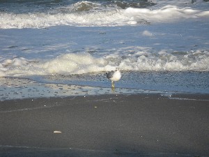 Click to view picture details [12969]