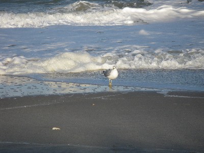 Click to view picture details [12969]