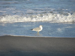 Click to view picture details [12970]