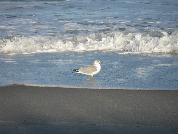 Click to view picture details [12970]