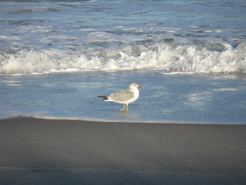 Click to view picture details [12970]