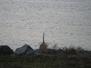 Click to view picture details [12976]