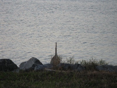 Click to view picture details [12976]