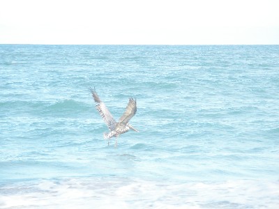 Click to view picture details [13219]