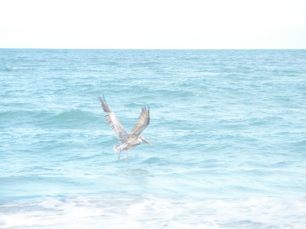 Click to view picture details [13219]