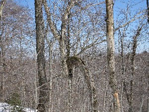 Click to view picture details [13484]