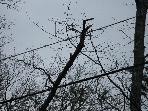 Click to view picture details [13693]