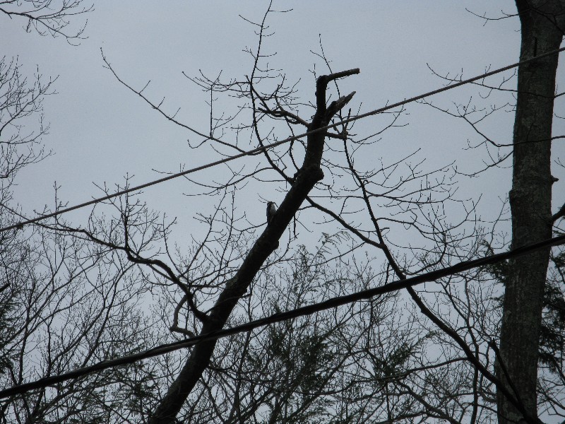 Click to view picture details [13693]