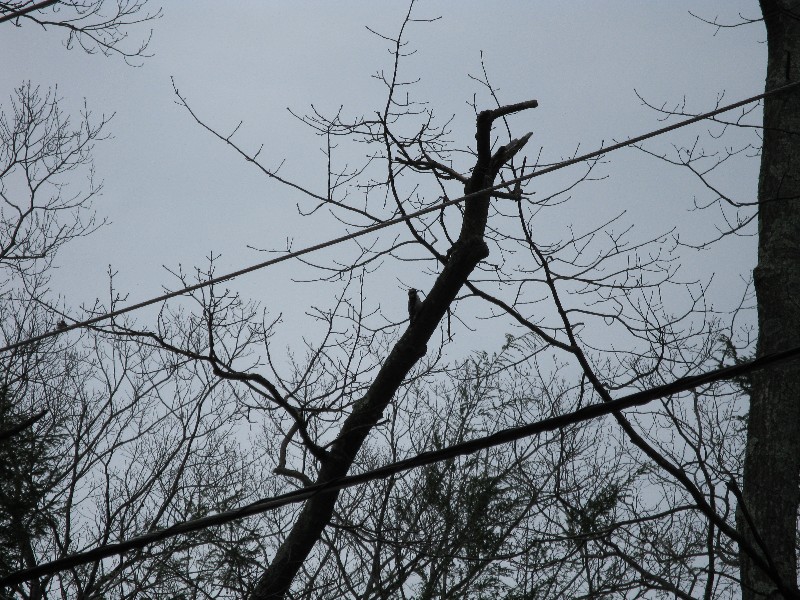 Click to view picture details [13694]