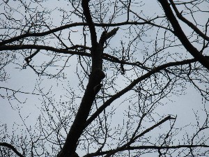 Click to view picture details [13696]