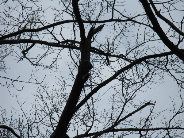 Click to view picture details [13696]