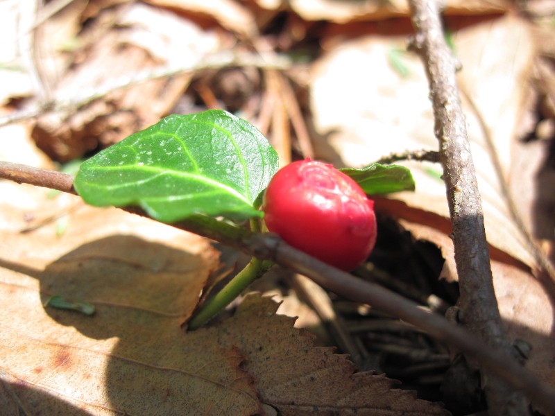 Click to view picture details [17051]