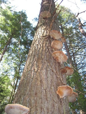 Click to view picture details [17057]