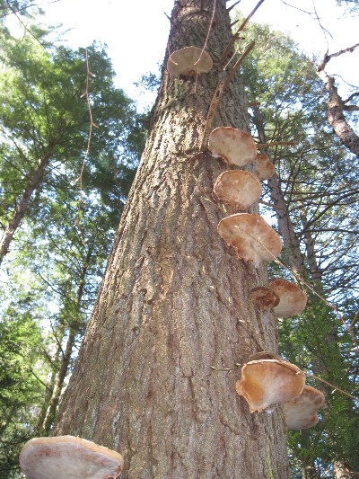 Click to view picture details [17057]