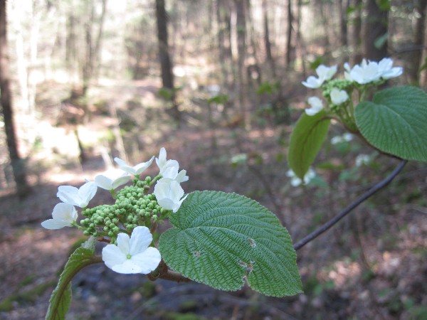 Click to view picture details [17058]