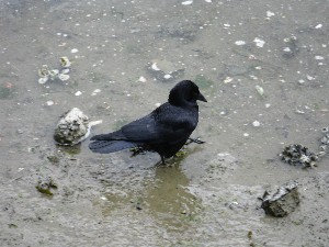 Click to view picture details [17219]