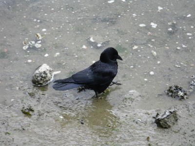 Click to view picture details [17219]