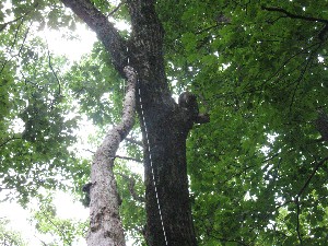 Click to view picture details [17641]