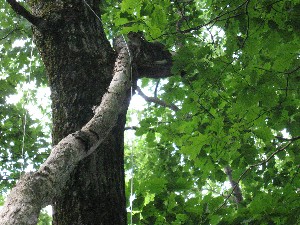 Click to view picture details [17642]