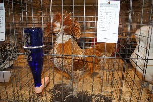 Click to view picture details [18306]