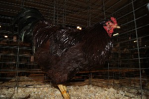 Click to view picture details [18309]