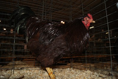 Click to view picture details [18309]