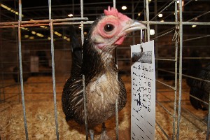 Click to view picture details [18311]