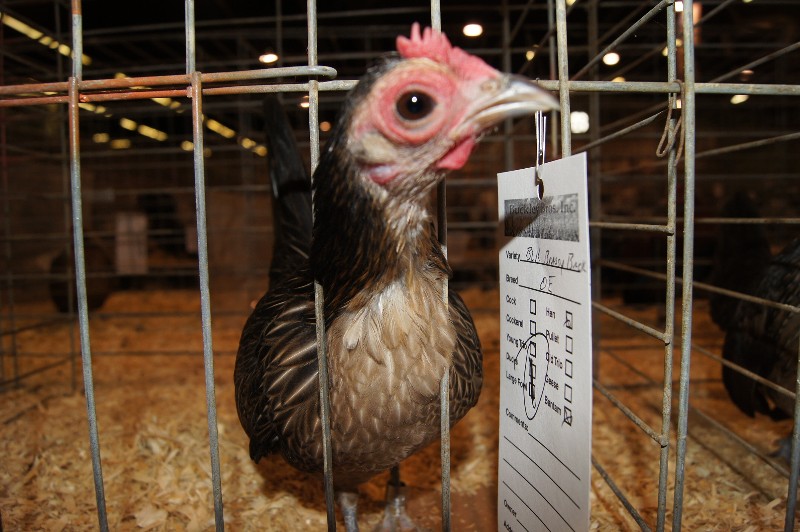 Click to view picture details [18311]