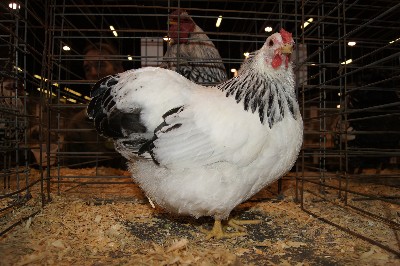 Click to view picture details [18321]