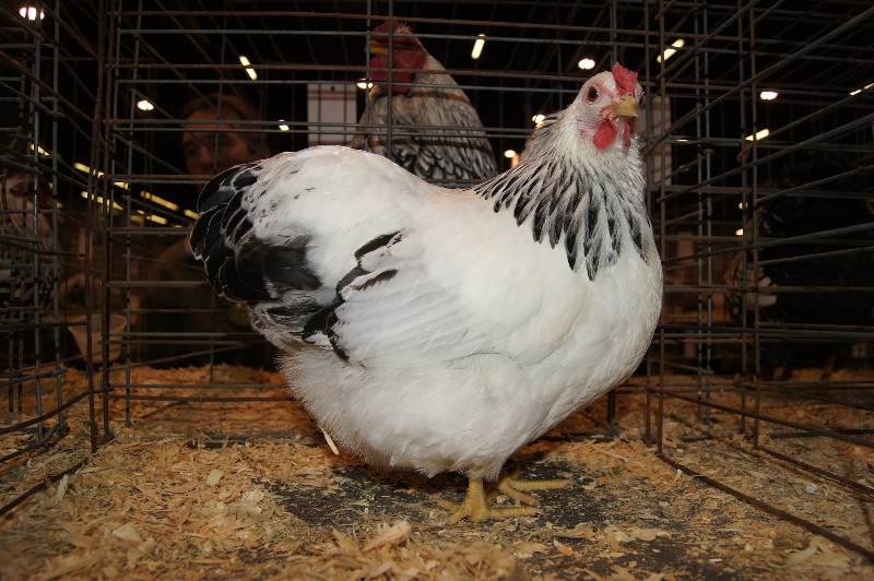 Click to view picture details [18321]