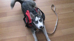 Click to view picture details [18367]