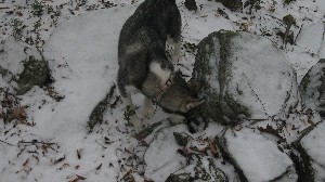 Click to view picture details [18371]