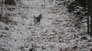 Click to view picture details [18373]