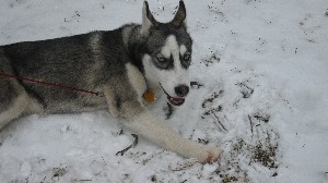 Click to view picture details [18377]