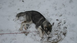 Click to view picture details [18379]