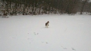 Click to view picture details [18383]