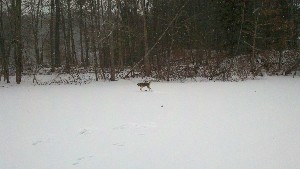 Click to view picture details [18391]