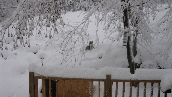 Click to view picture details [18539]