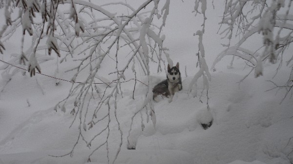 Click to view picture details [18540]